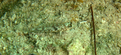 Coryphopterus dicrus