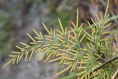 Onychium siliculosum
