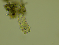 Tintinnidium fluviatile