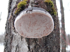 Fomes fomentarius