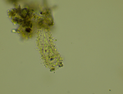 Tintinnidium fluviatile