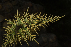 Onychium siliculosum