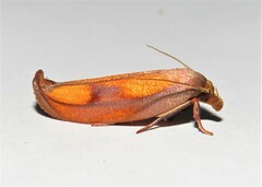 Wingia aurata