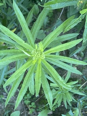 Asclepias tuberosa