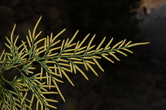 Onychium siliculosum