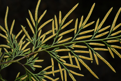 Onychium siliculosum