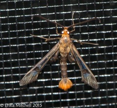 Synanthedon acerni