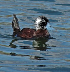 Oxyura ferruginea