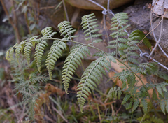 Microlepia speluncae