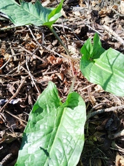 Arum elongatum