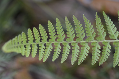 Microlepia speluncae