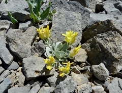 Physaria didymocarpa