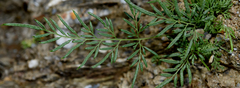 Onychium siliculosum