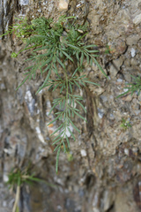 Onychium siliculosum