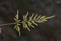 Onychium siliculosum