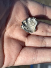 Plicatula gibbosa