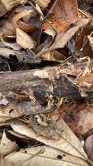 Lentinellus micheneri