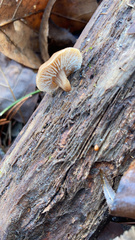 Lentinellus micheneri