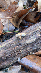 Lentinellus micheneri