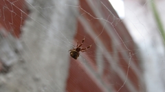Uloborus plumipes