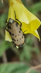 Hycleus transvaalicus