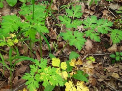 Physospermum cornubiense