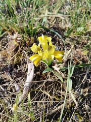 Iris pumila