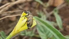 Hycleus transvaalicus