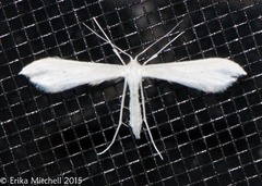 Hellinsia homodactylus