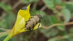 Hycleus transvaalicus