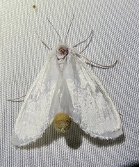Rupela