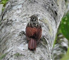 Xiphorhynchus lachrymosus