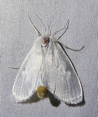Rupela