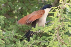 Centropus superciliosus burchellii