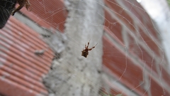 Uloborus plumipes