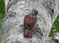 Xiphorhynchus lachrymosus