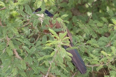 Centropus superciliosus burchellii