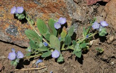 Phacelia davidsonii