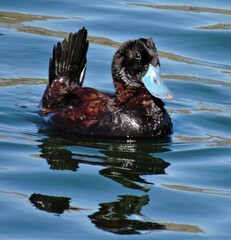 Oxyura ferruginea