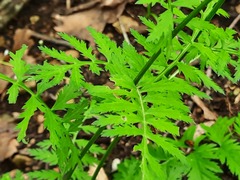 Tanacetum corymbosum