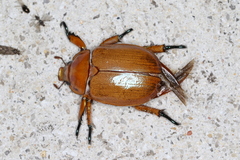 Anoplognathus viriditarsis