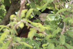 Centropus superciliosus burchellii