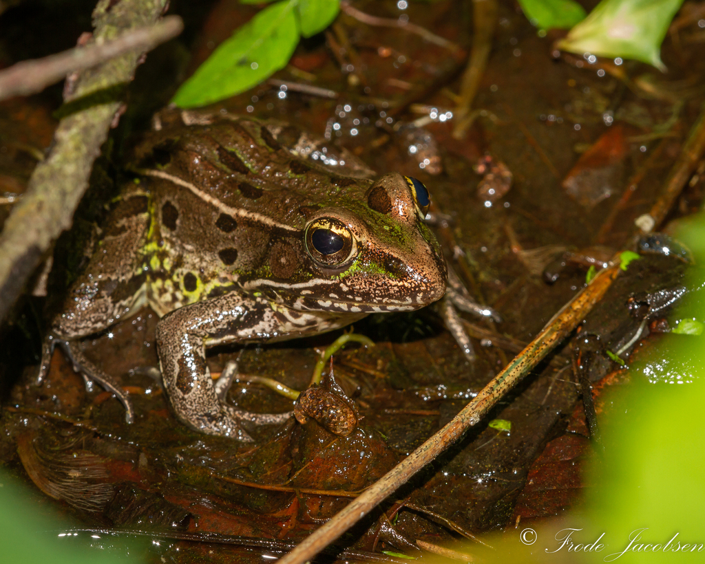 Atlantic Coast Leopard Frog from Worcester County, MD, USA on June 5 ...