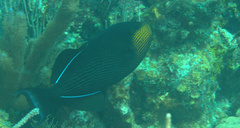 Melichthys niger