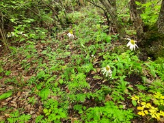 Tanacetum corymbosum