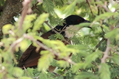 Centropus superciliosus burchellii