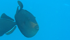 Melichthys niger