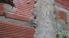 Uloborus plumipes