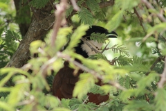 Centropus superciliosus burchellii