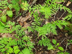Tanacetum corymbosum